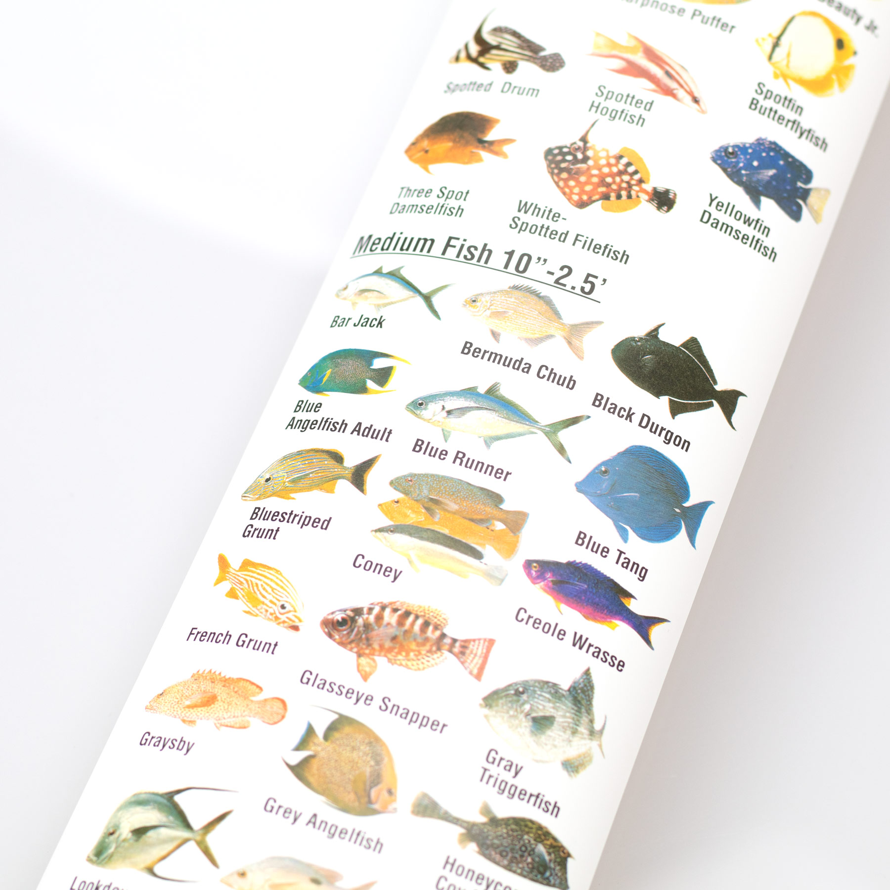 Fish Species Chart 